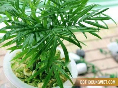 Phong thủy tài lộc cho người mệnh Mộc