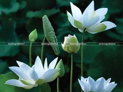 Ý nghĩa trang trọng của đèn thờ hoa sen bằng đồng trên bàn thờ gian tiên