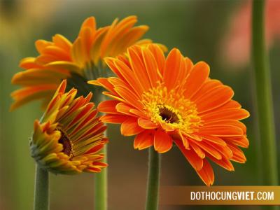 Cắm hoa gì để rước tài lộc vào nhà